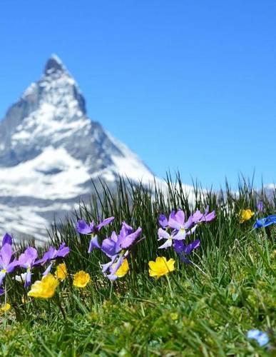 Jumbo Oversized the Matterhorn and Wildflowers: Blank 150 Page Lined Journal for Your Thoughts, Ideas, and Inspiration(English)