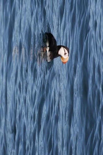 Horned Puffin Off the Alaskan Coast Journal