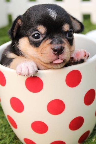 Baby Chihuahua Puppy Dog Pet Journal