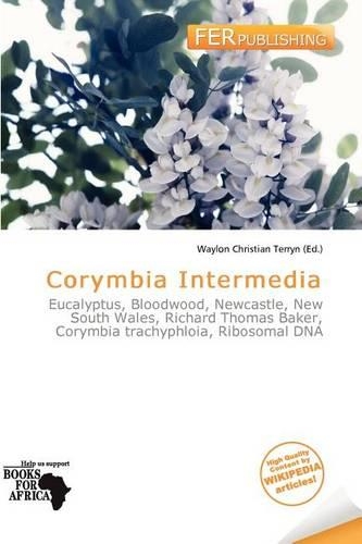 Corymbia Intermedia