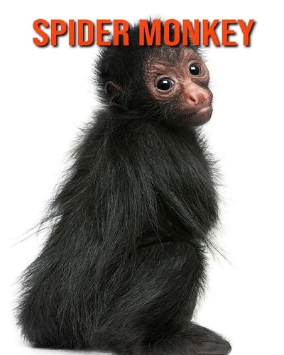 Spider Monkey: Fun Facts & Cool Pictures