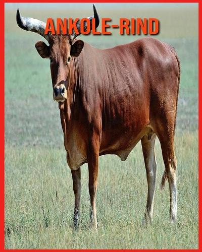 Ankole-Rind
