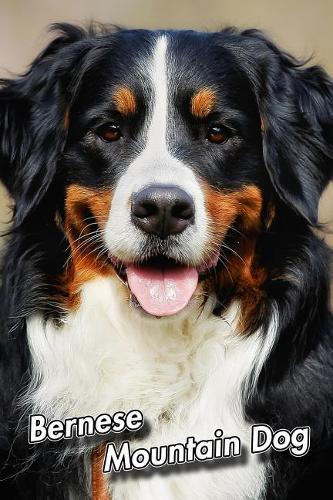 Bernese Mountain Dog