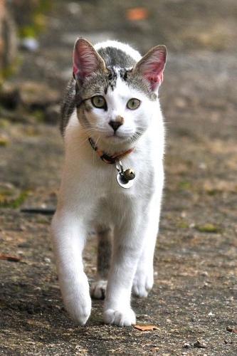 Pretty Kitty Cat on a Walk Journal: 150 Page Lined Notebook/Diary