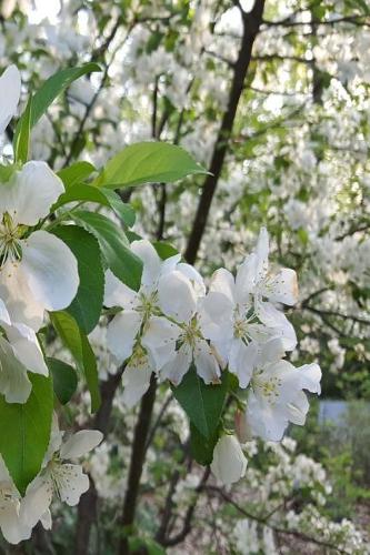 Springtime 2019 Daily Planner Beautiful White Flowering Tree Branches 384 Pages
