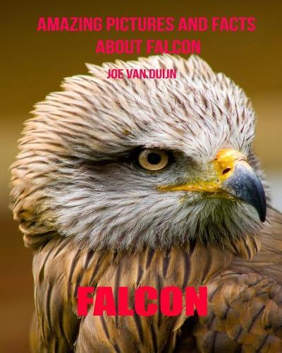 Falcon: Amazing Pictures and Facts about Falcon