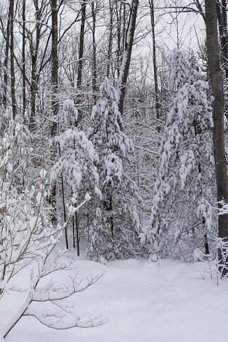 Winter Journal Snowy Woods Photo