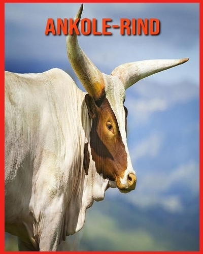Ankole-Rind