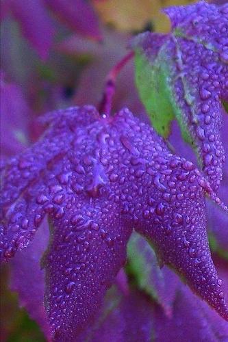 2020 Weekly Planner Pretty Purple Leaves 134 Pages: 2020 Planners Calendars Organizers Datebooks Appointment Books Agendas