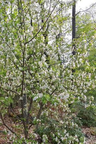 Springtime Journal Flowering Tree White Green