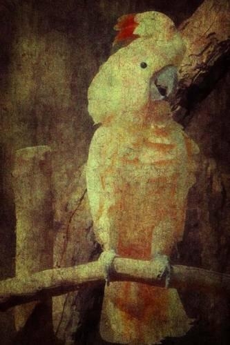 Cockatoo