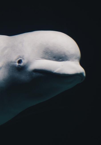 2019 Appointment Calendar: 2019 Daily Planner Goal Planner Beluga Whale