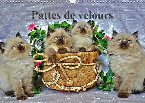 Pattes de velours 2019