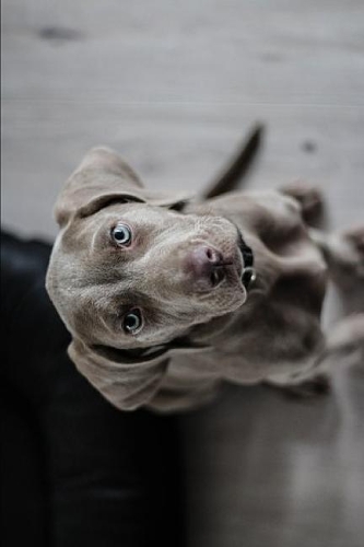 Weimaraner