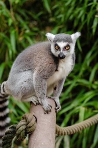 A Cute Ring Tailed Lemur Ready to Play