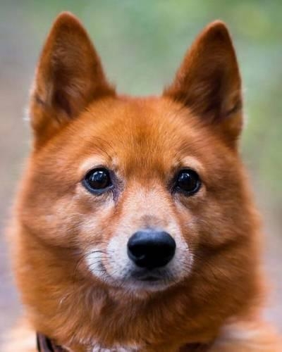 Finnish Spitz