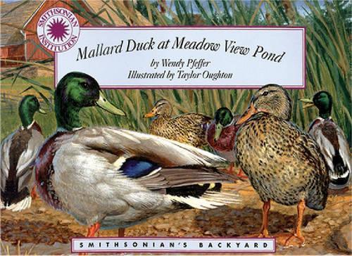 Mallard Duck at Meadow View Pond