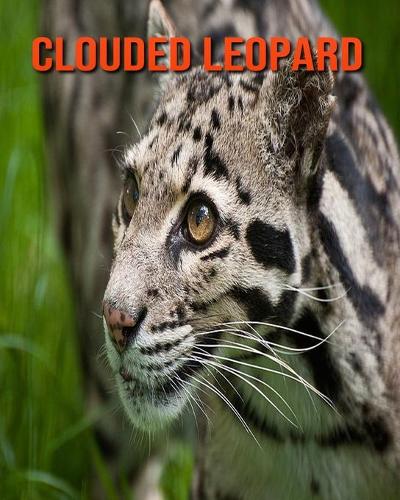 Clouded Leopard