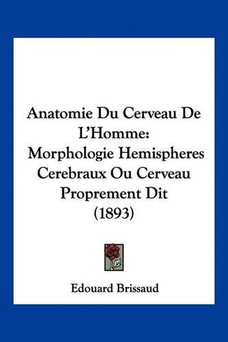 Anatomie Du Cerveau De L'Homme