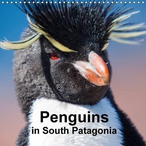 Penguins in South Patagonia 2016