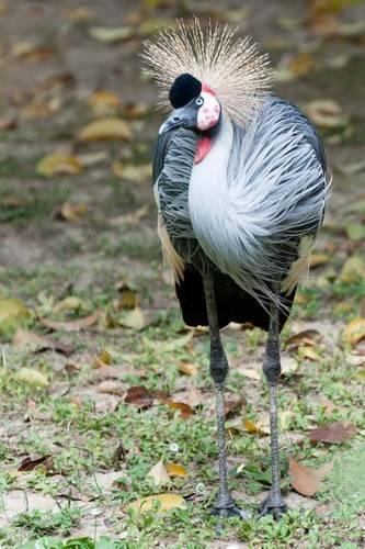 Grey Crowned Crane Bird Journal