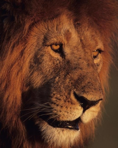 2020 Diary: Weekly Planner & Monthly Calendar - Desk Diary, Journal, Alpha male, Wildlife, Lion, Big Cats, African Wildlife, Wild Animals, King of the Jungle - (2 Creative Fusion Diary)