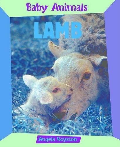 Lamb