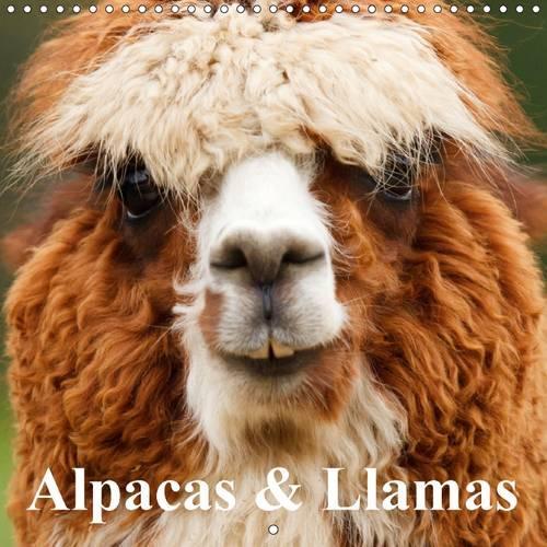 Alpacas & Llamas 2016