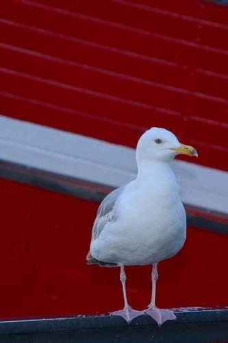 Seagull at the Marina Bird Journal: 150 Page Lined Notebook/Diary