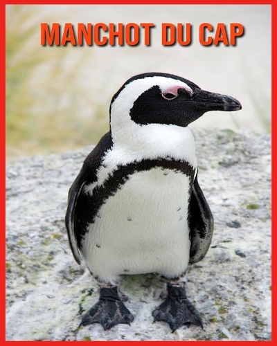 Manchot du Cap