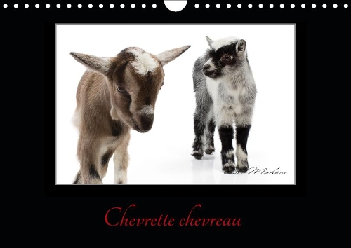 Chevrette chevreau 2019