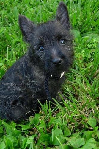 Tiny Cairn Terrier Puppy Dog in the Grass Journal: Take Notes, Write Down Memories in this 150 Page Lined Journal