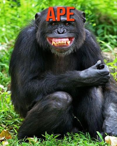 Ape