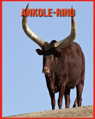 Ankole-Rind
