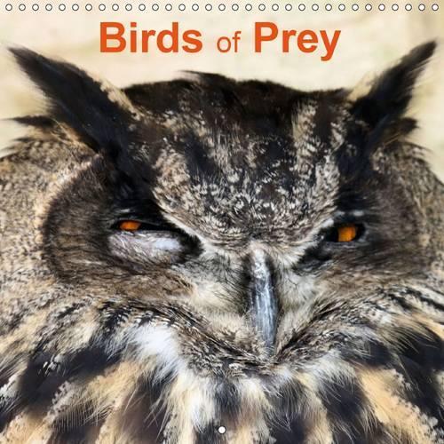 Birds of Prey 2016