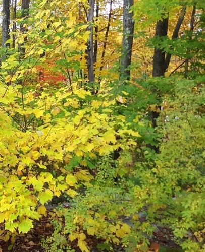 School Composition Book Fall Season Yellow Leaves 130 Pages