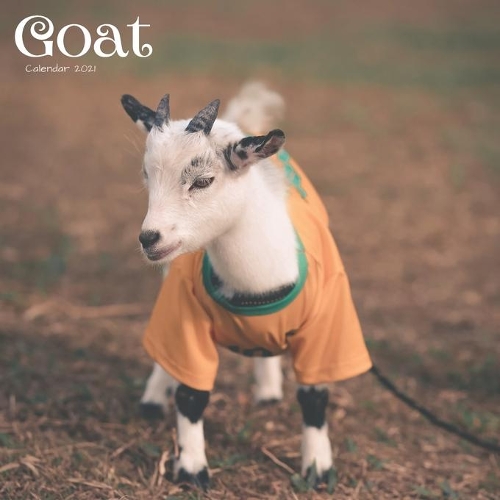 Goat Calendar 2021: Wall Calendar 12 Month, Cute Baby Goat Calendar 2021