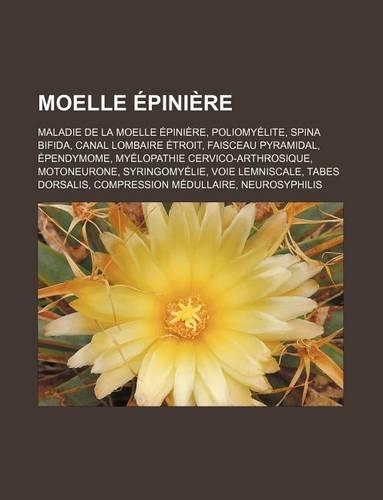 Moelle Epiniere