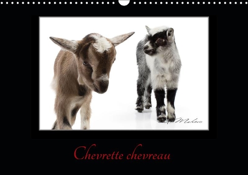Chevrette chevreau 2019: La chèvre un être intelligent et curieux.(Calvendo Animaux)