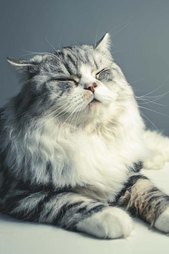 Fluffy Brown Tabby Persian Cat is NOT Amused Journal