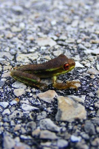 Tiny Frog in the Road Journal