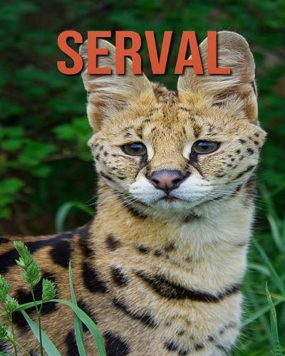 Serval: Fun Learning Facts About Serval