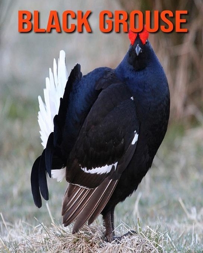 Black Grouse