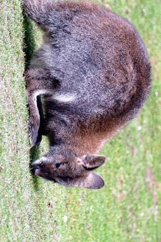 Wallaby Hopping on the Grass Journal