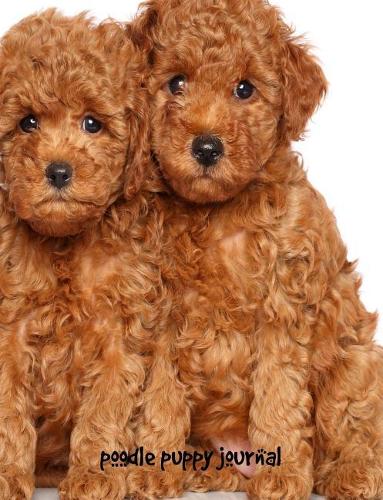 Poodle Puppy Journal
