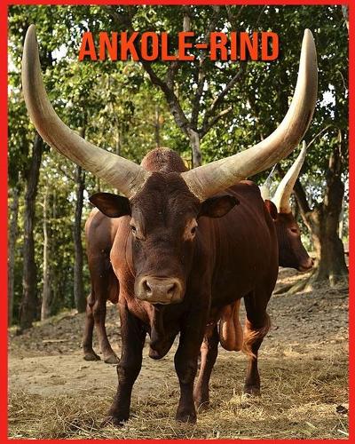 Ankole-Rind