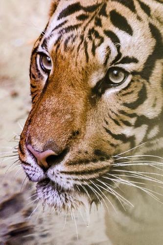 A Contemplative Tiger in the Grass Journal: Take Notes, Write Down Memories in this 150 Page Lined Journal