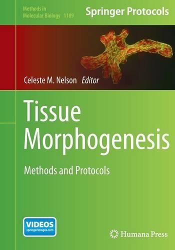 Tissue Morphogenesis