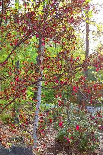 Springtime 2019 Daily Planner Flowering Tree Pink 384 Pages