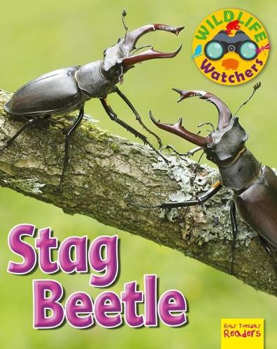 Stag Beetle: (Wildlife Watchers)